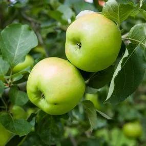 Apple tree Bramley (Malus domestica) 1